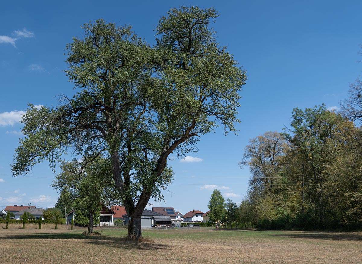 Habitus